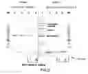 Fig. 03 - MULTIMERIC ELP FUSION CONSTRUCTS