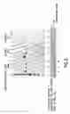 Fig. 07 - MULTIMERIC ELP FUSION CONSTRUCTS