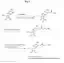 Fig. 07 - Nucleic acid labeling compounds