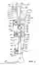 Fig. 04 - Orthopedic brace having a length-adjusting mechanism and a lockable rotation hinge