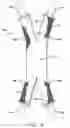 Fig. 06 - PANT LEG RETAINING DEVICE