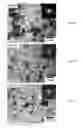 Fig. 09 - Electrodeposited alloys and methods of making same using power pulses
