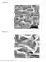 Fig. 06 - ANTITHROMBOGENIC SURFACE