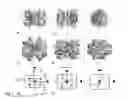 Fig. 02 - Node polypeptides for nanostructure assembly