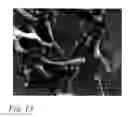 Fig. 22 - NANOTUBES FOR CANCER THERAPY AND DIAGNOSTICS