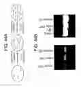 Fig. 49 - Cell cycle regulation and differentiation