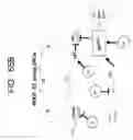 Fig. 83 - Cell cycle regulation and differentiation