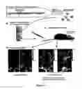 Fig. 02 - Restoration of hearing loss