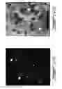 Fig. 22 - Composition and method for the repair and regeneration of cartilage and other tissues