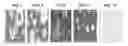 Fig. 01 - Cell line for the production of prostacyclin and uses thereof
