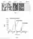 Fig. 02 - Cell line for the production of prostacyclin and uses thereof