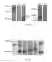 Fig. 03 - Cell line for the production of prostacyclin and uses thereof