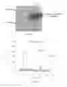 Fig. 05 - Cell line for the production of prostacyclin and uses thereof