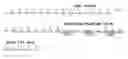Fig. 01 - POLYPEPTIDES, ANTIBODY VARIABLE DOMAINS AND ANTAGONISTSMETHODS FOR