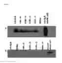 Fig. 07 - Non-hemolytic ClyA for excretion of proteins