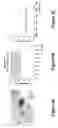 Fig. 03 - Label free detection of nucleic acid amplification