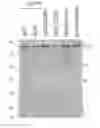 Fig. 01 - METHODS FOR ASSESSING THE RISK OF ADVERSE EVENTS UPON TREATMENT WITH IGG4 ANTIBODIES