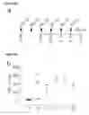 Fig. 13 - METHODS FOR ASSESSING THE RISK OF ADVERSE EVENTS UPON TREATMENT WITH IGG4 ANTIBODIES