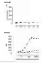 Fig. 14 - METHODS FOR ASSESSING THE RISK OF ADVERSE EVENTS UPON TREATMENT WITH IGG4 ANTIBODIES