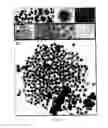 Fig. 07 - DEVICES AND METHODS FOR PRODUCTION OF CELL AGGREGATES