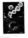 Fig. 12 - DEVICES AND METHODS FOR PRODUCTION OF CELL AGGREGATES