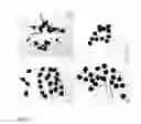 Fig. 20 - DEVICES AND METHODS FOR PRODUCTION OF CELL AGGREGATES