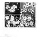 Fig. 21 - DEVICES AND METHODS FOR PRODUCTION OF CELL AGGREGATES