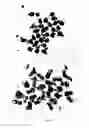 Fig. 31 - DEVICES AND METHODS FOR PRODUCTION OF CELL AGGREGATES