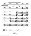 Fig. 02 - Compositions and Methods for Expressing In-Frame Multimeric Proteins
