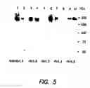Fig. 09 - Compositions and Methods for Expressing In-Frame Multimeric Proteins