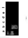 Fig. 02 - Methods for repairing degraded DNA