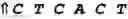 Fig. 06 - Method to produce DNA of defined length and sequence and DNA probes produced thereby