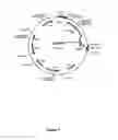 Fig. 08 - Transferrin fusion protein libraries