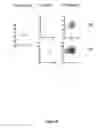Fig. 09 - Transferrin fusion protein libraries