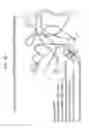 Fig. 06 - Combinatorial Libraries Based on C-type Lectin-like Domain