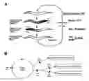 Fig. 01 - H-gated ion channel