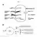 Fig. 02 - H-gated ion channel
