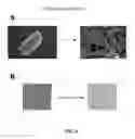 Fig. 07 - CONTROL OF SPORE GERMINATION