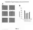 Fig. 09 - CONTROL OF SPORE GERMINATION