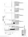 Fig. 06 - METHODS, COMPOSITIONS, AND KITS FOR TREATING PAIN AND PRURITUS