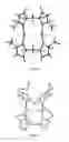 Fig. 02 - Metal complexes of N-heterocyclic carbenes