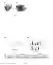 Fig. 02 - ANT-ligands molecules and biological applications