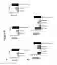 Fig. 08 - OLIGONUCLEOTIDES AFFECTING EXPRESSION OF PHOSPHODIESTERASES