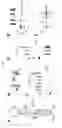 Fig. 06 - GENERATION OF HYPERSTABLE mRNAs