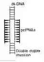 Fig. 01 - Pseudocomplementary oligonucleotides for targeted gene therapy