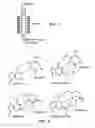 Fig. 02 - Pseudocomplementary oligonucleotides for targeted gene therapy