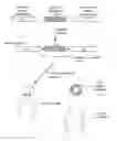 Fig. 01 - Methods for cyclizing synthetic polymers