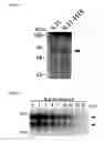 Fig. 02 - DNA sequence encoding a retinoic acid regulated protein