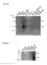 Fig. 03 - DNA sequence encoding a retinoic acid regulated protein