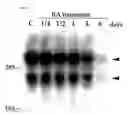 Fig. 06 - DNA sequence encoding a retinoic acid regulated protein